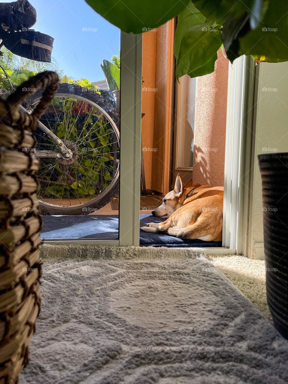 Dante relaxing in the sun 