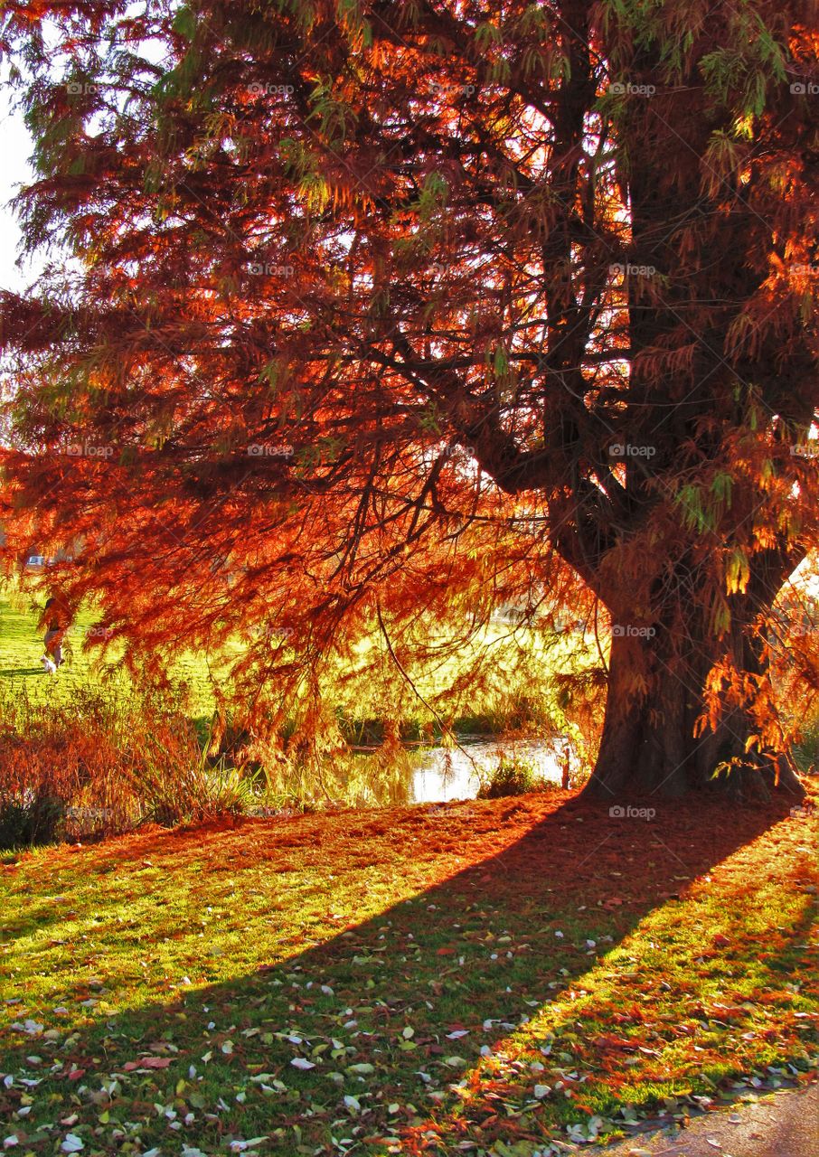 In the park