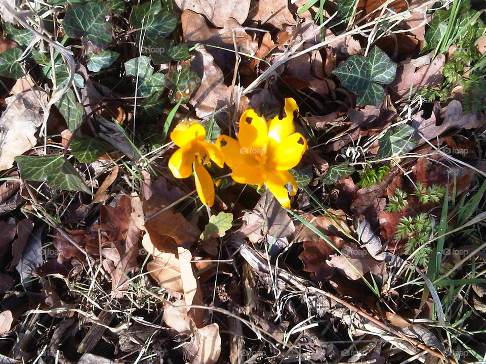 crocus surprise