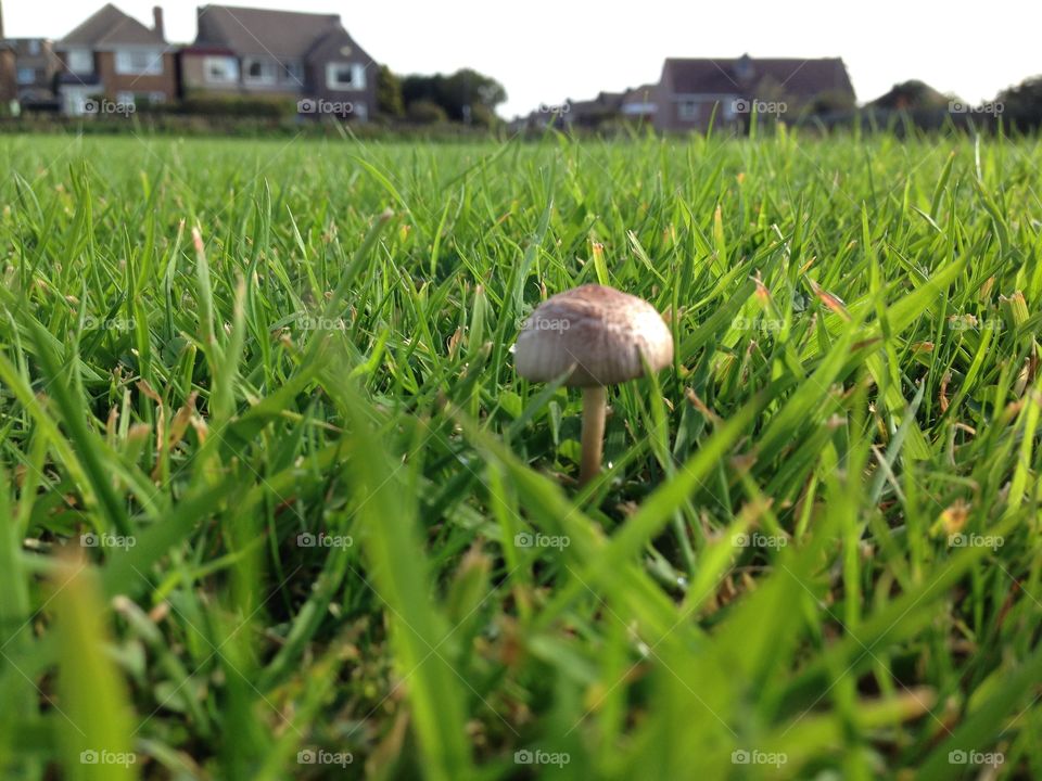 Worm's-eye view of a mushroom growing on a field