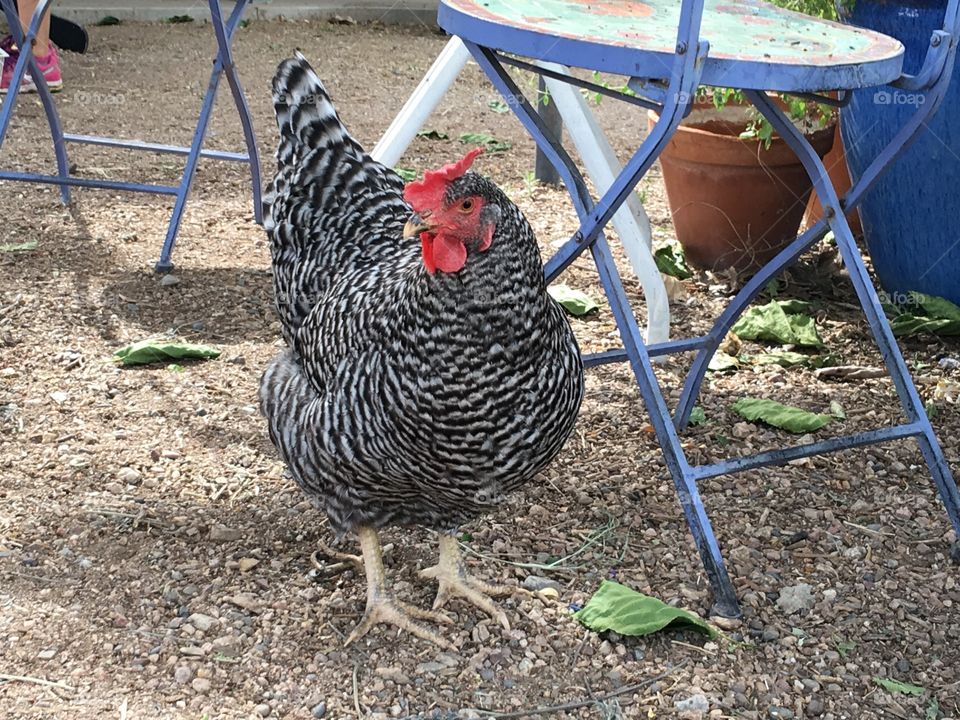 Free roaming chicken.