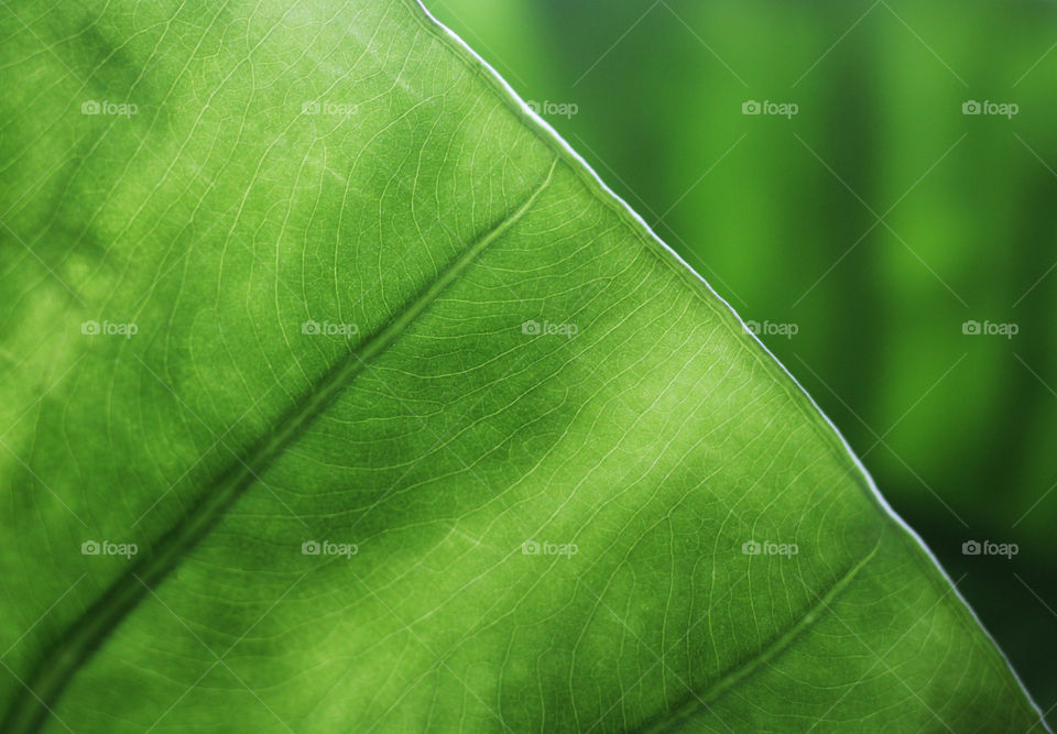 Plant part, green leaf close up