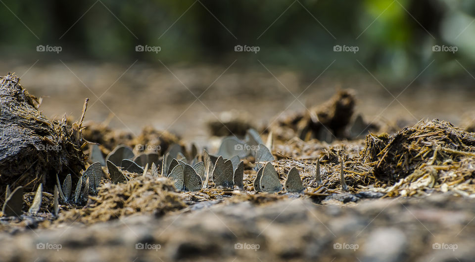 butterfly enjoying the group