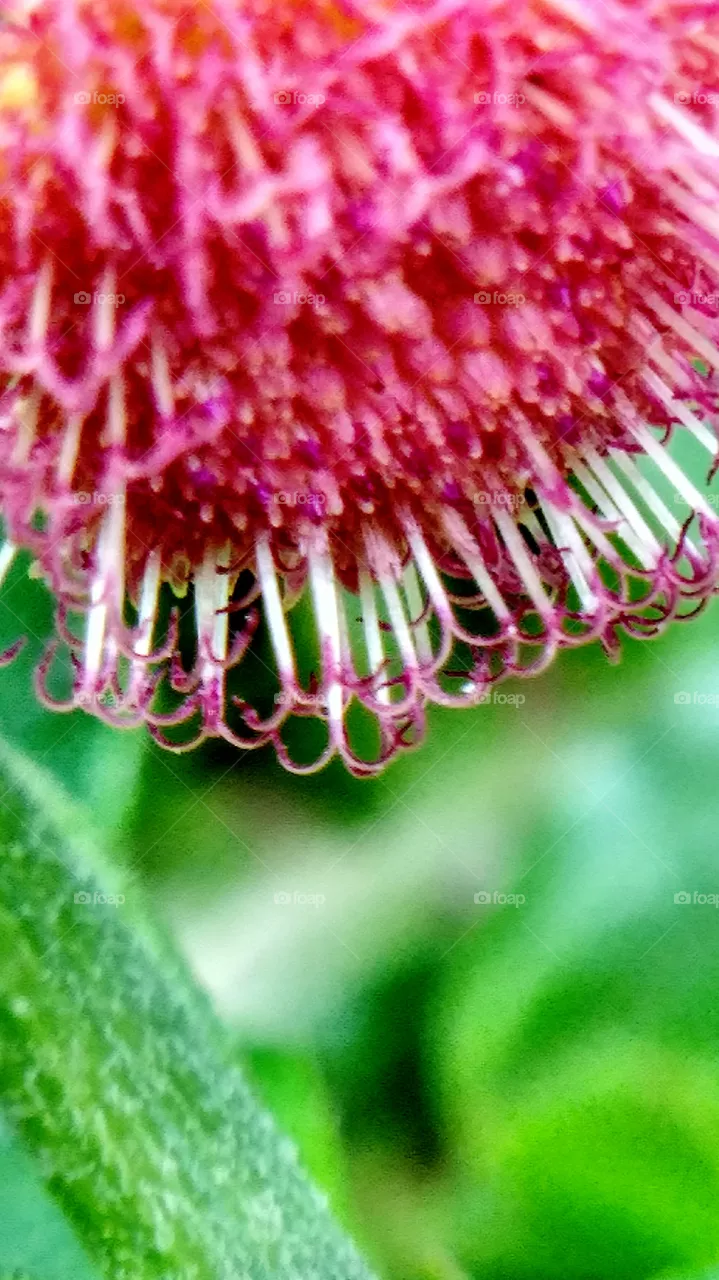 flower pistil