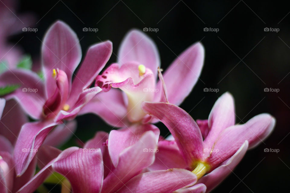 beautiful flowers pink orchid