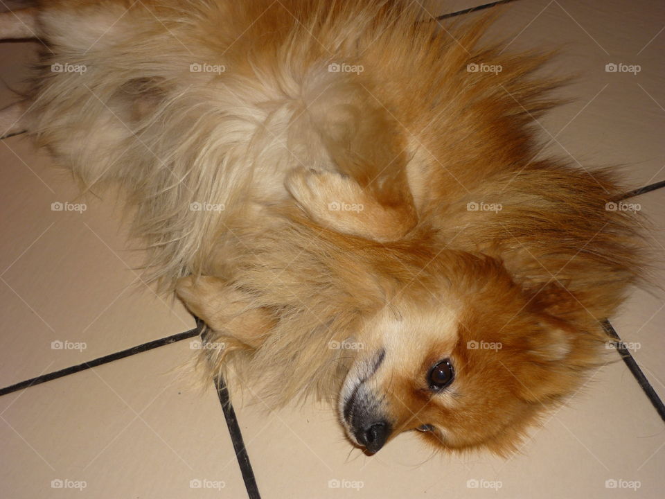 Pomeranian dog lying on tiled floor