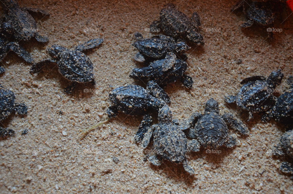 New born turtles