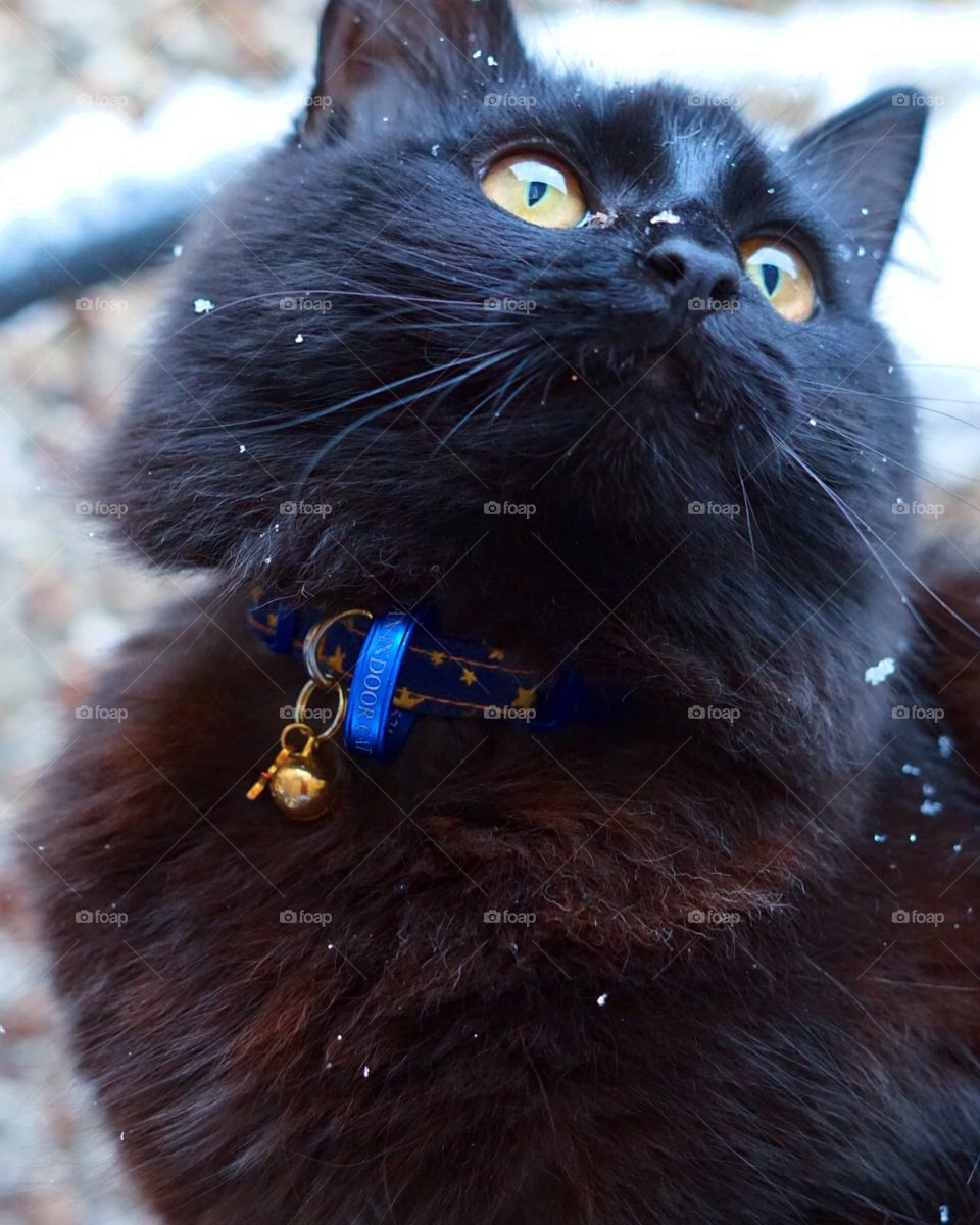 Black cat with snow