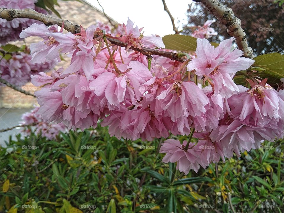 blossom on a blossom tree
