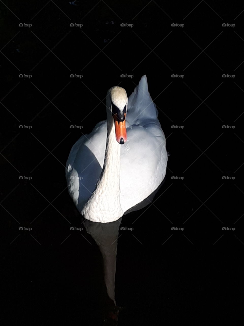 Elegant Swan