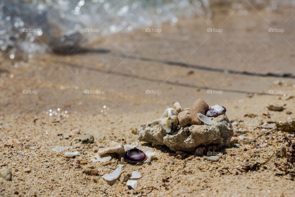 A group of sea shells gathered on the shore
