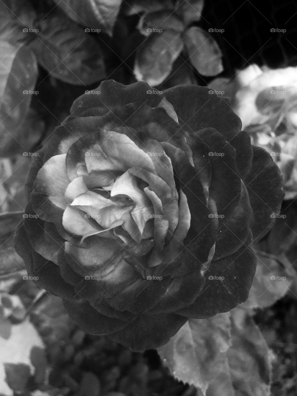 Rose - Black and White