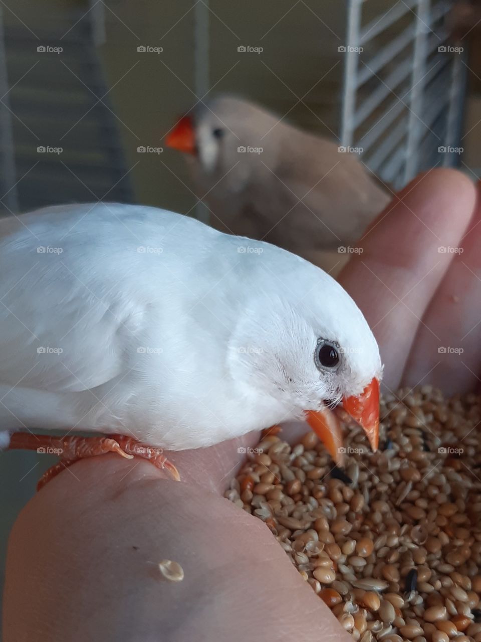 Zebrafinch white