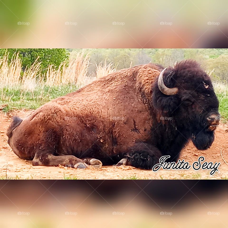 Majestic Bison