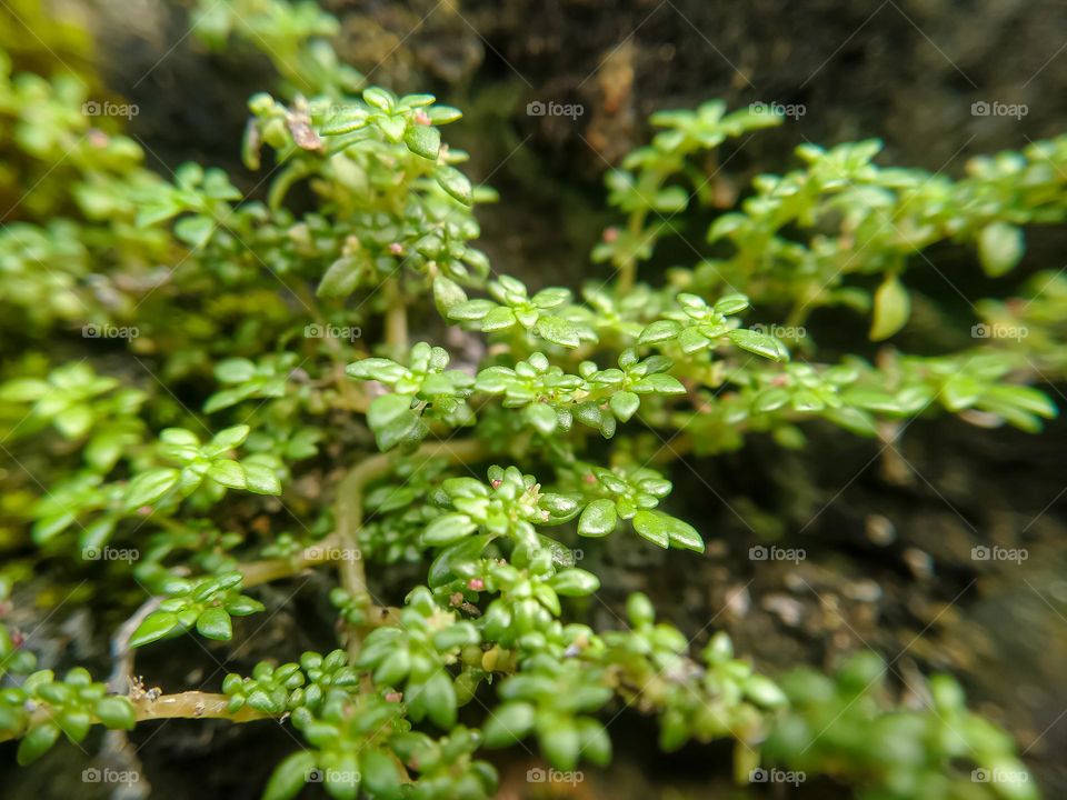 Closeup of plants - macro photo of small plants.