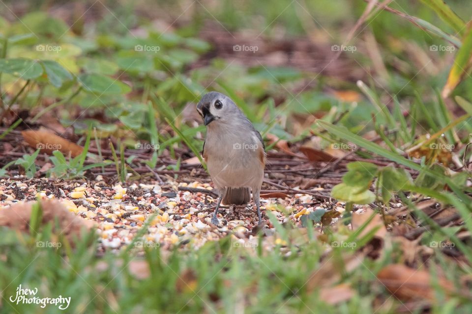 Tufted titmouse