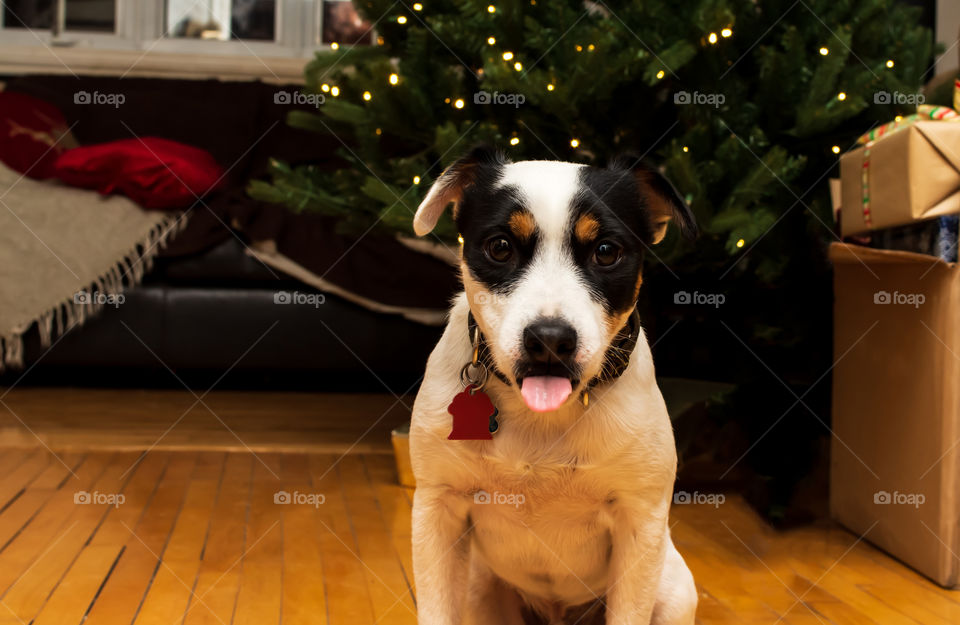 Cute dog sticking out tongue in front of Christmas tree funny pet holiday photography with room for copy space 