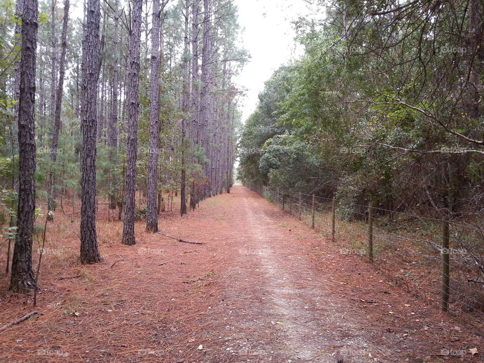 Florida Woodland