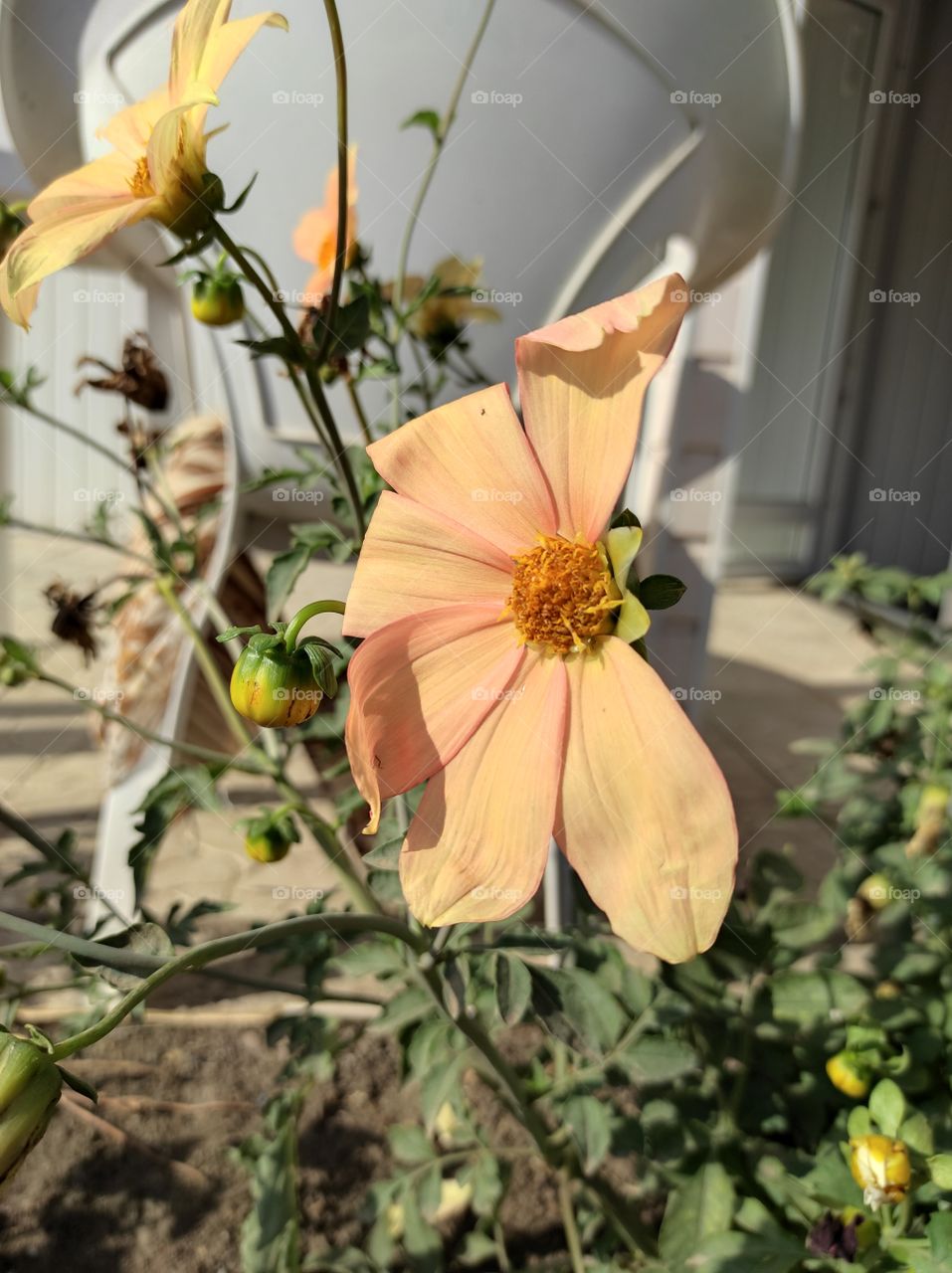 Beautiful flower grows in summer on a flower bed in sunny weather