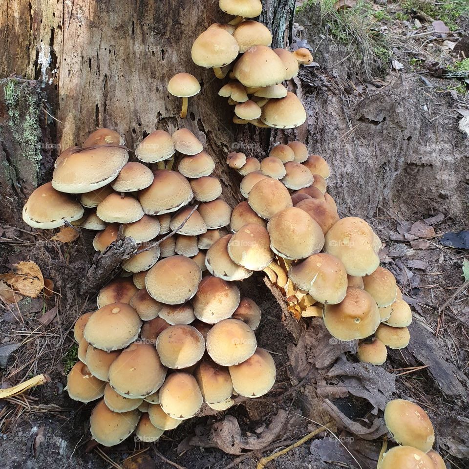 Tree fungi