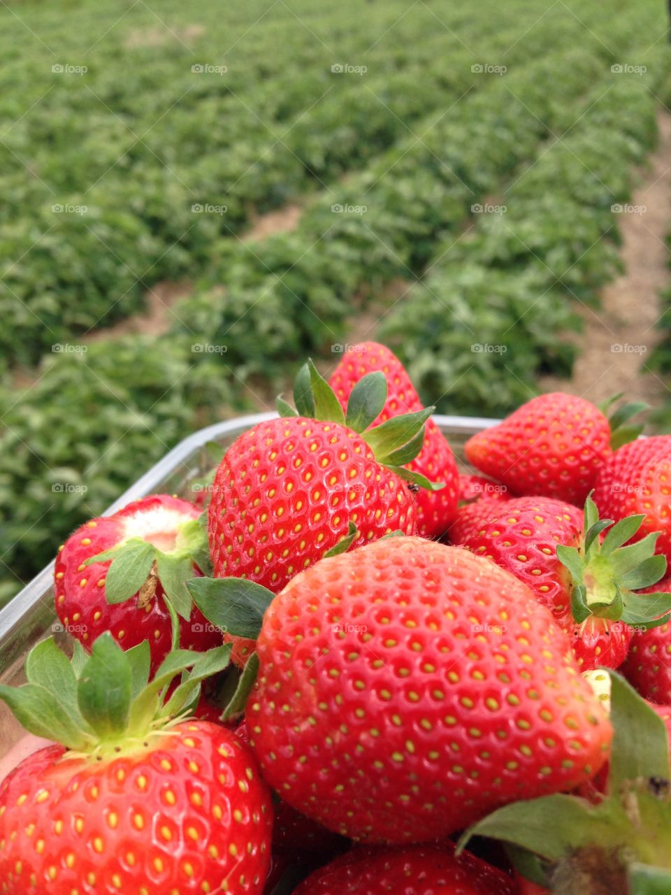 Strawberry picking in Yorkshire UK