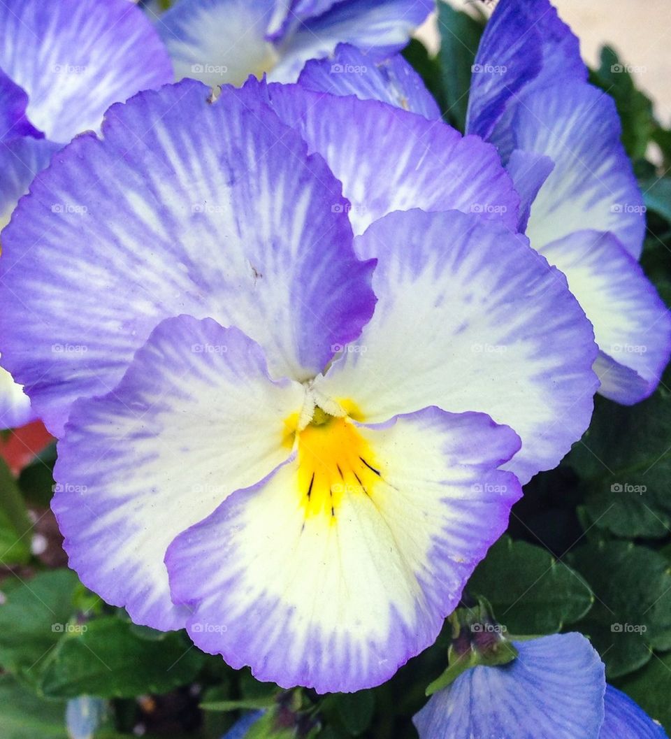 Pansies 3