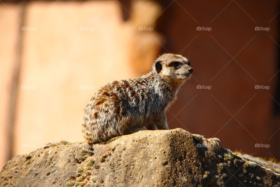 A Meerkat on a rock