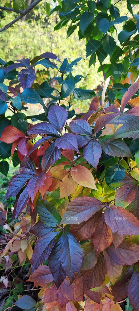 Mixas spalvotų lapų