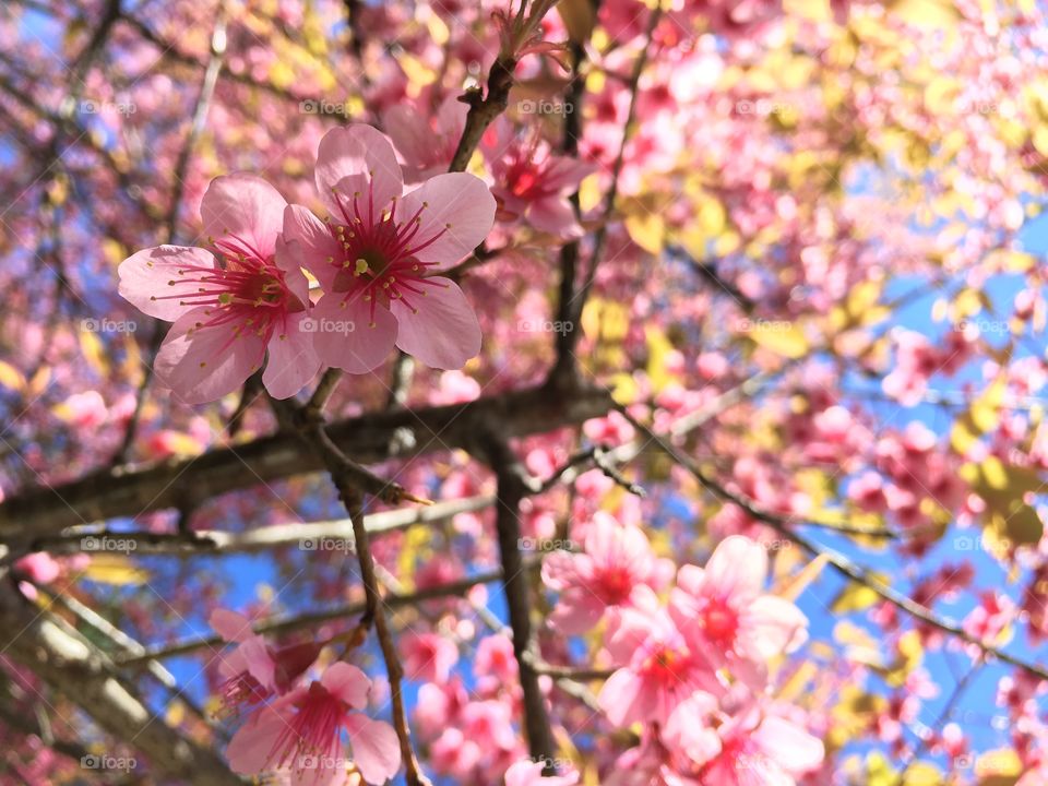 Pink cherry blossom flower in Thailand 