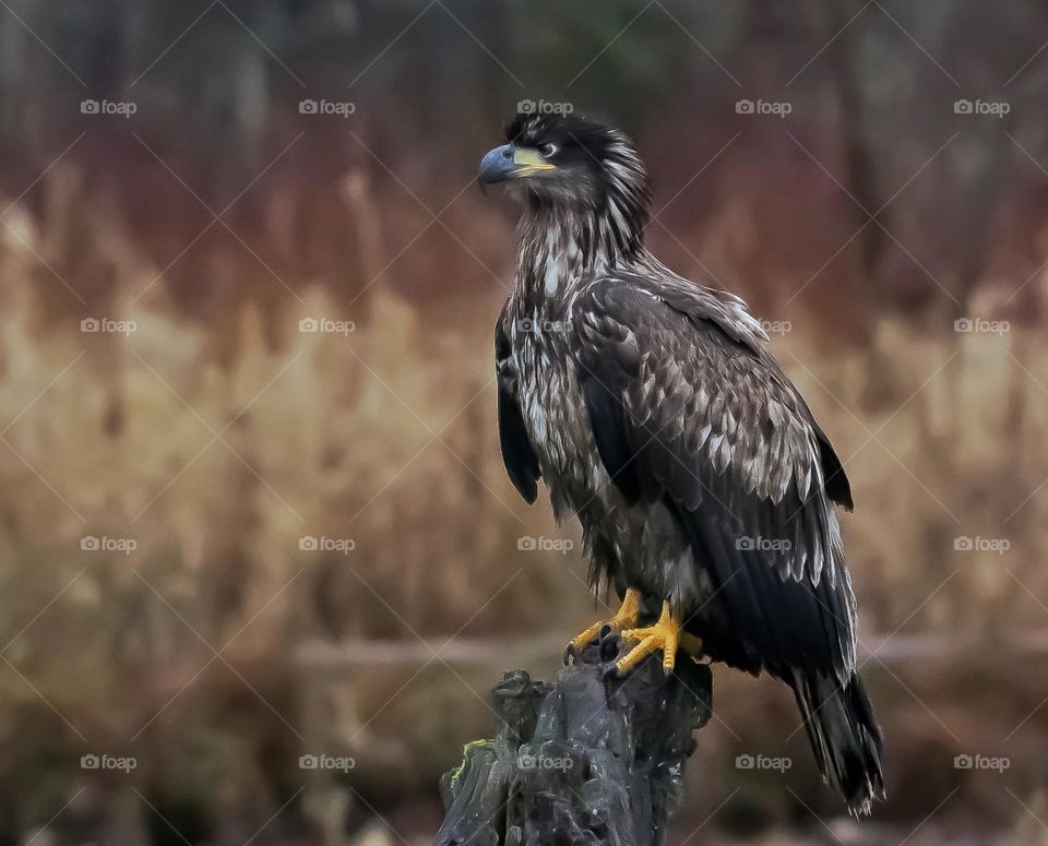 Juvenile bald Eagle