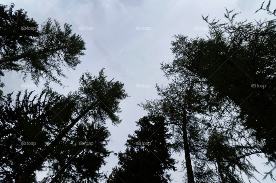 Low angle view of trees against sky.