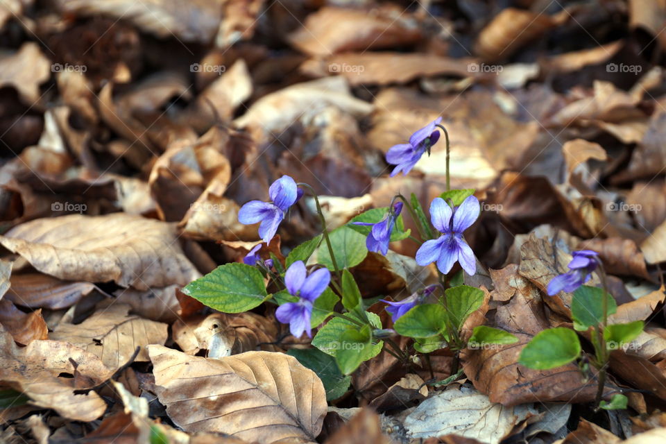 Purple forest violet flowers in early spring among dry leaves