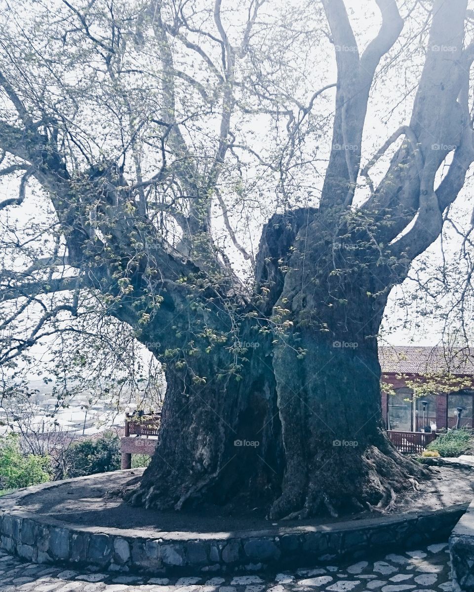 Old very large tree