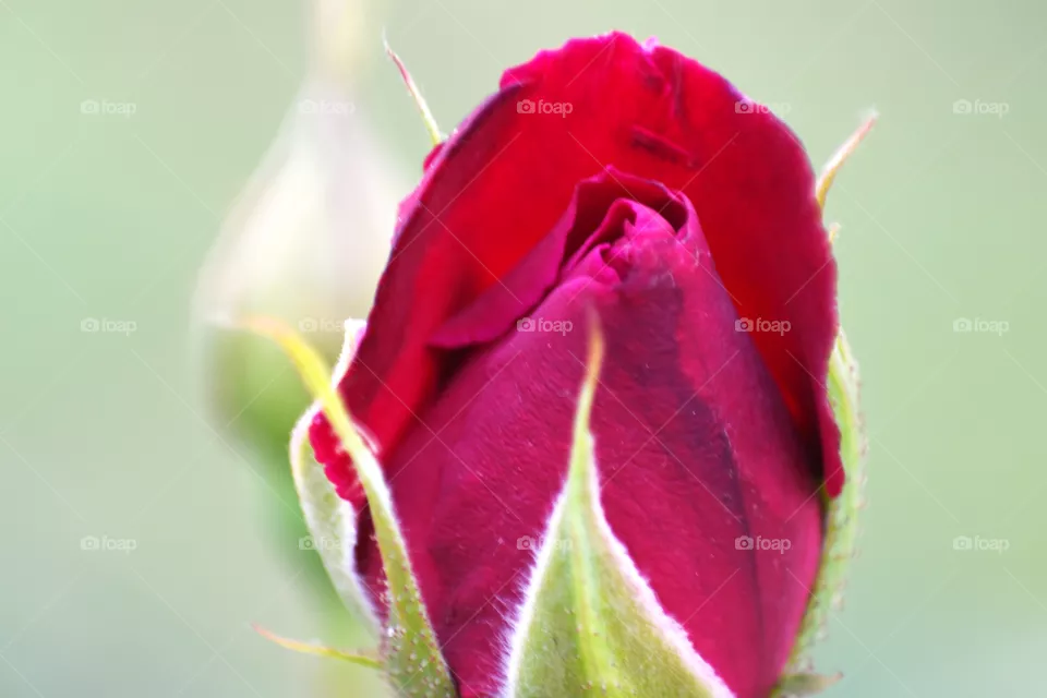 buds