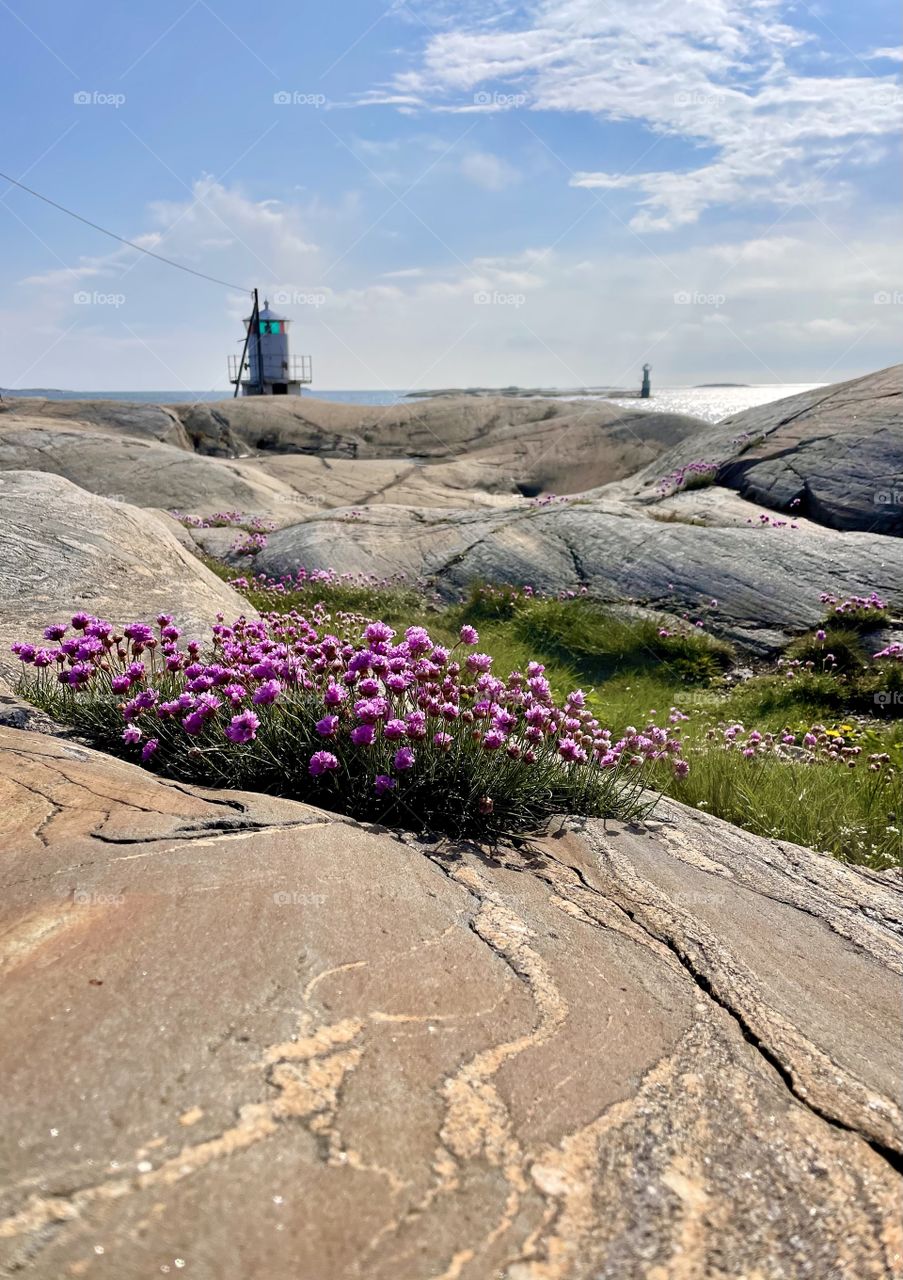 The thrift covers the rocks