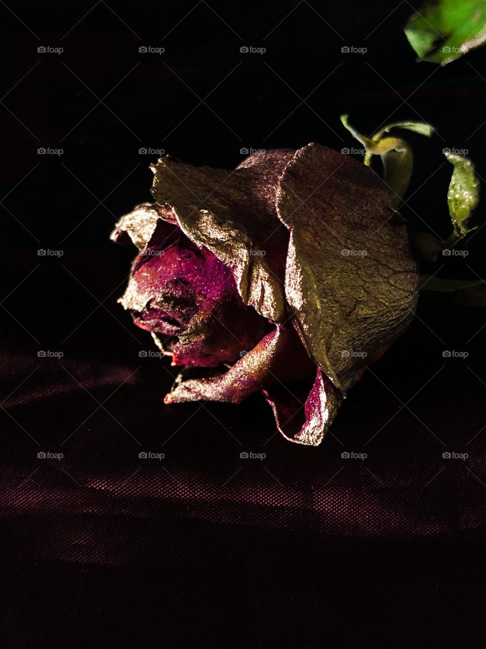 Spray painted flower with black background