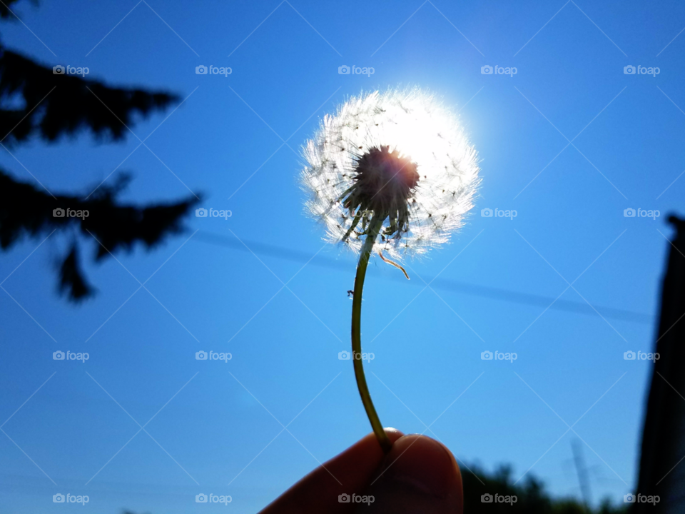 Dandelion Sun