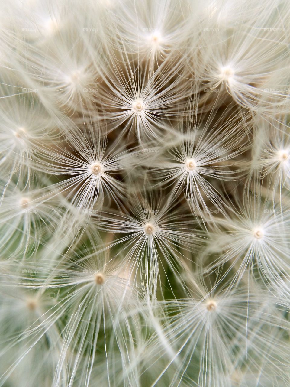 Beautiful Dandelion Clock ... Foap Composition Mission ... Fill the frame 