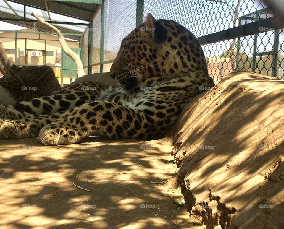 Jaguar chilling in the shadows on a hot day in his cage