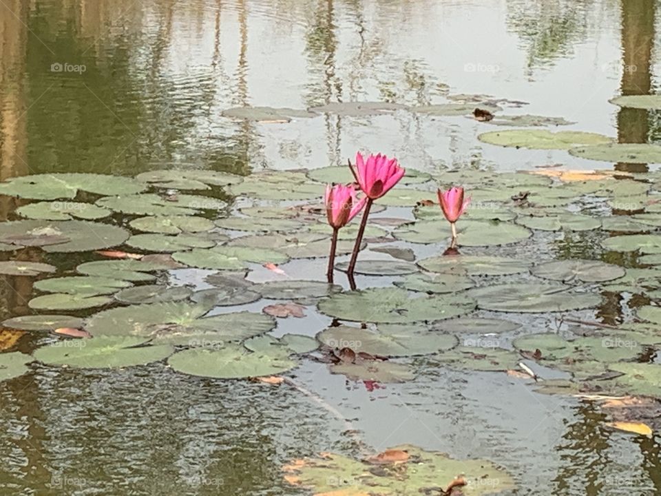 Plants around us, my garden ( Countryside)