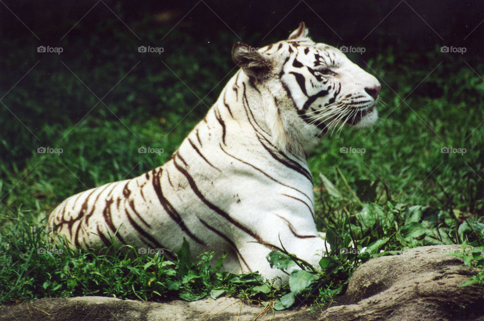 White  Tiger