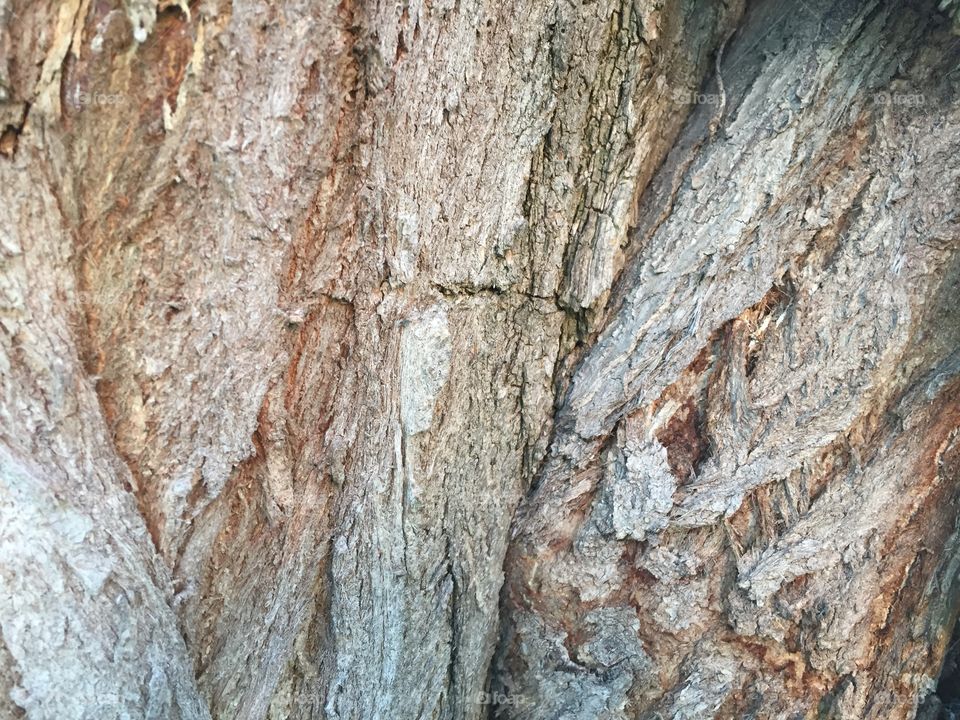Creative textures 
Bark on a huge maple tree. It must be hundreds of years old. 
