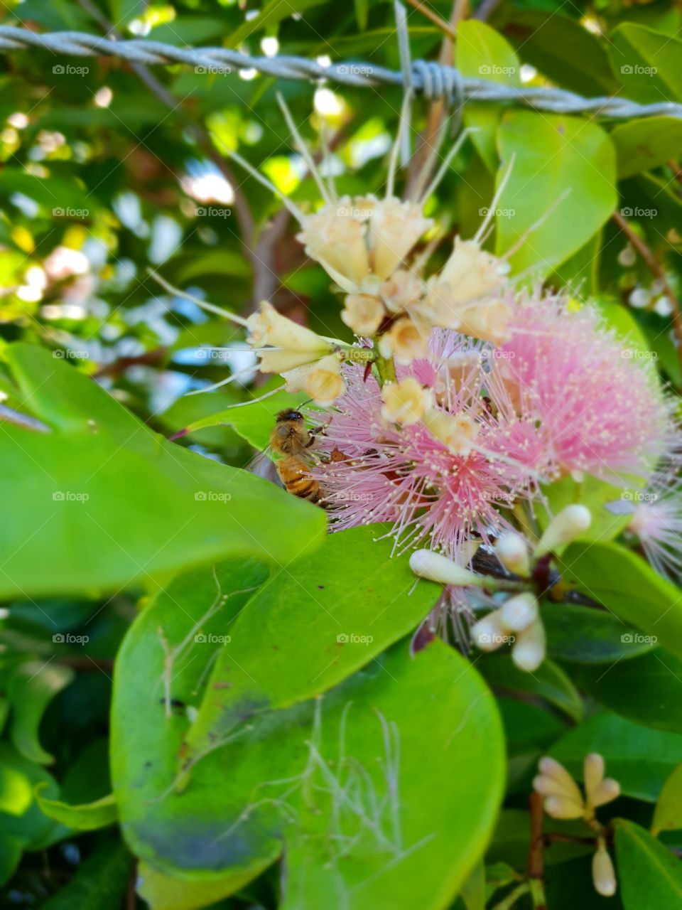 Bee searchjng for food pink flower