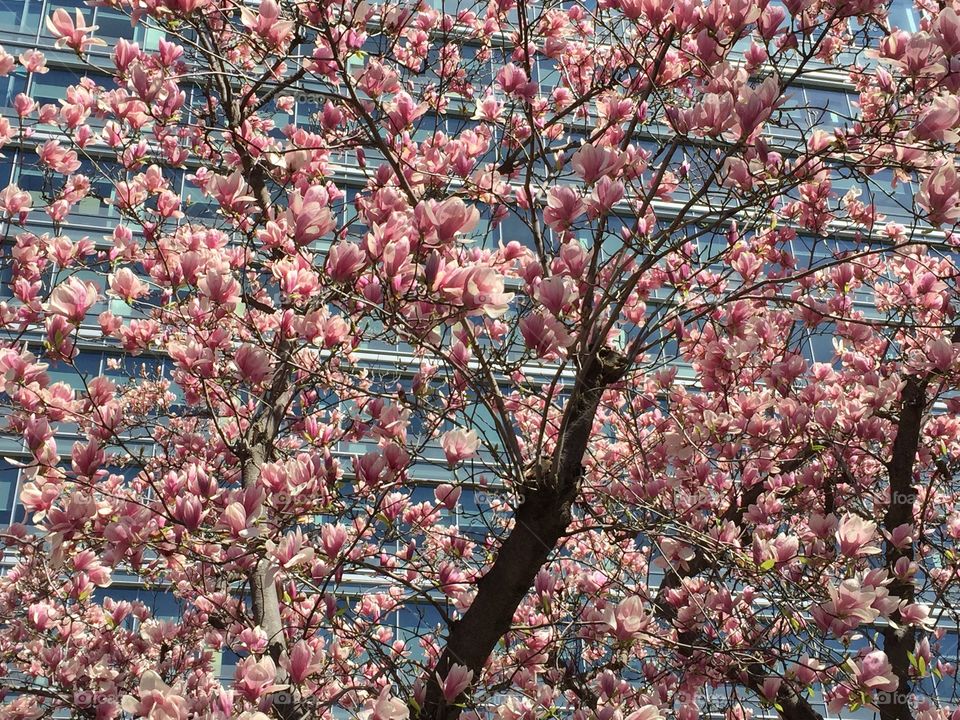 Cherry blossoms. Cherry blossoms, Pennsylvania Avenue