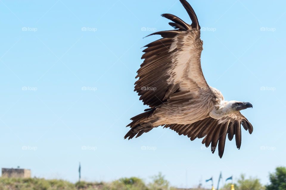 Griffon vulture (Gyps fulvus) in flight over a blue sky.