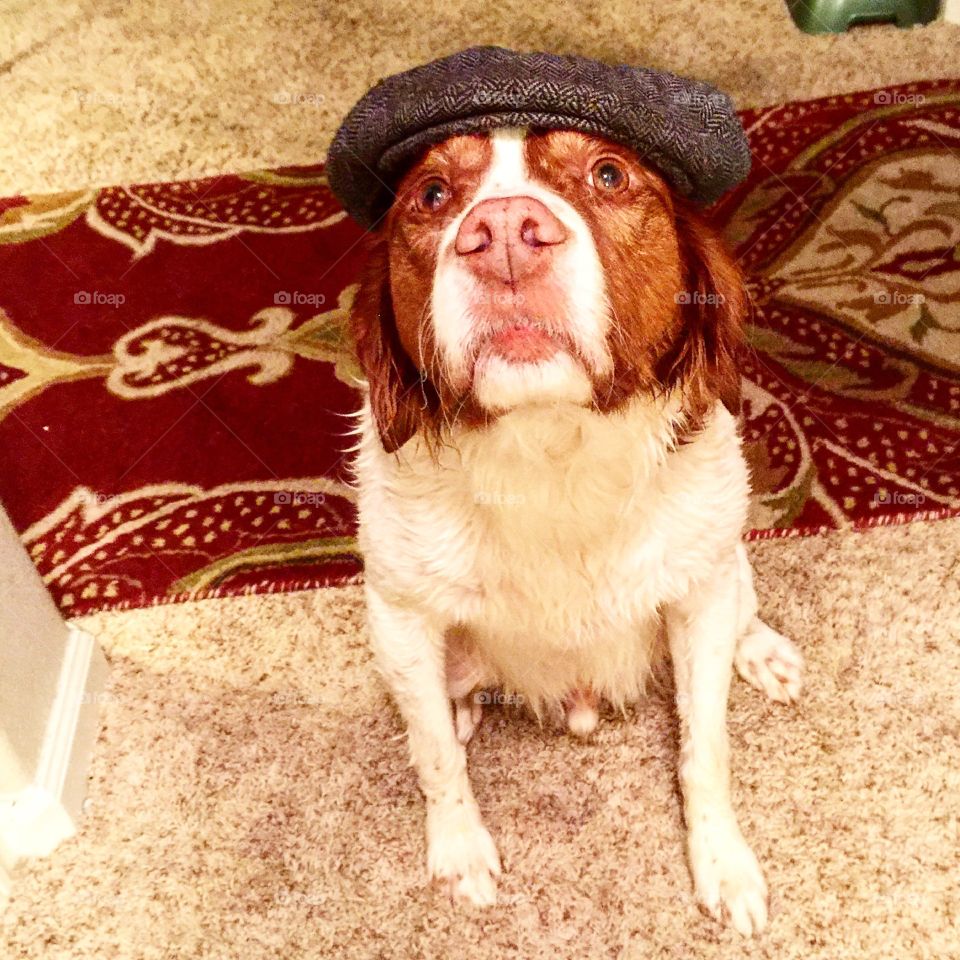 Brittany Spaniel L. Jackson