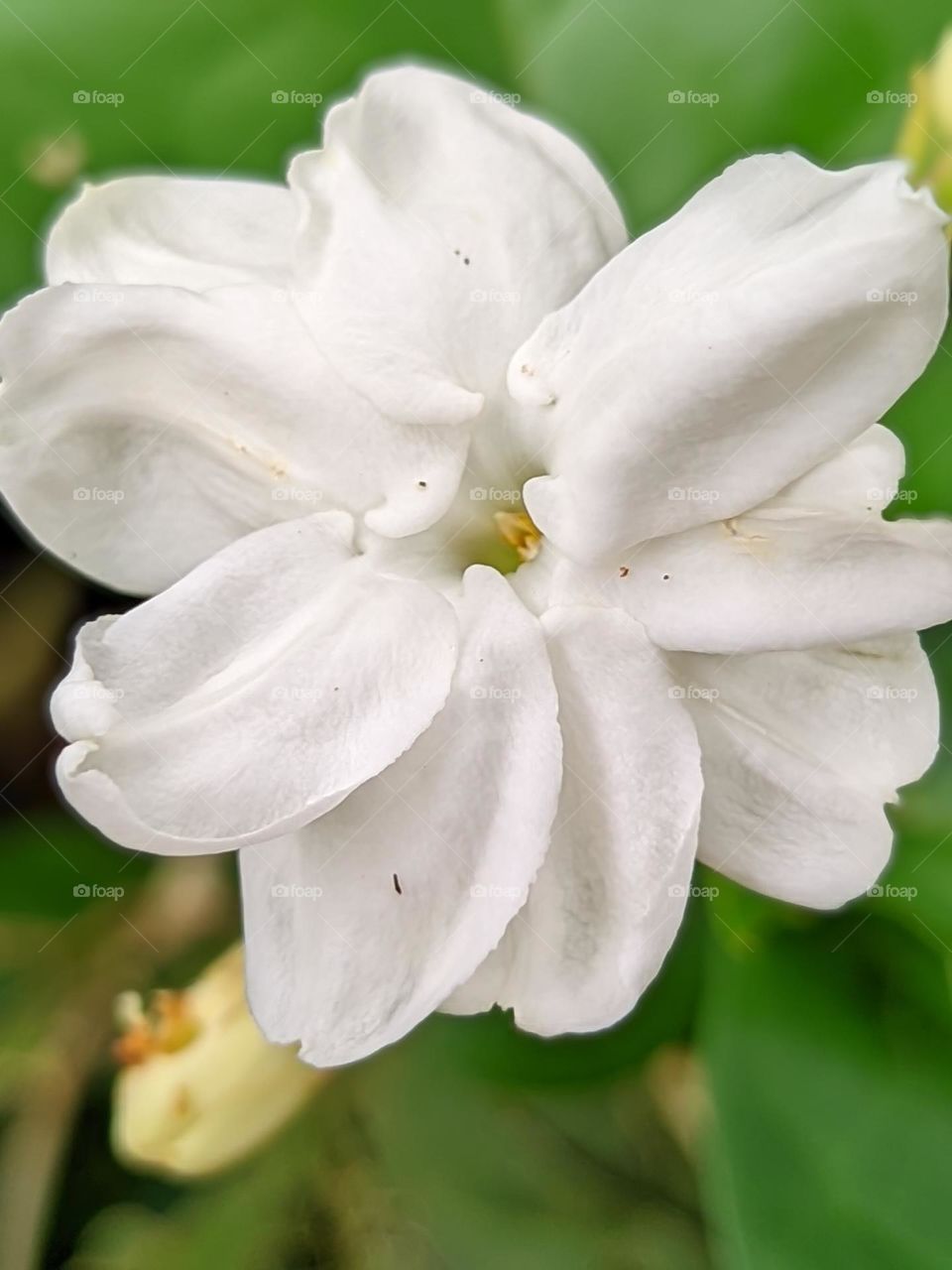 Jasmine flower💮