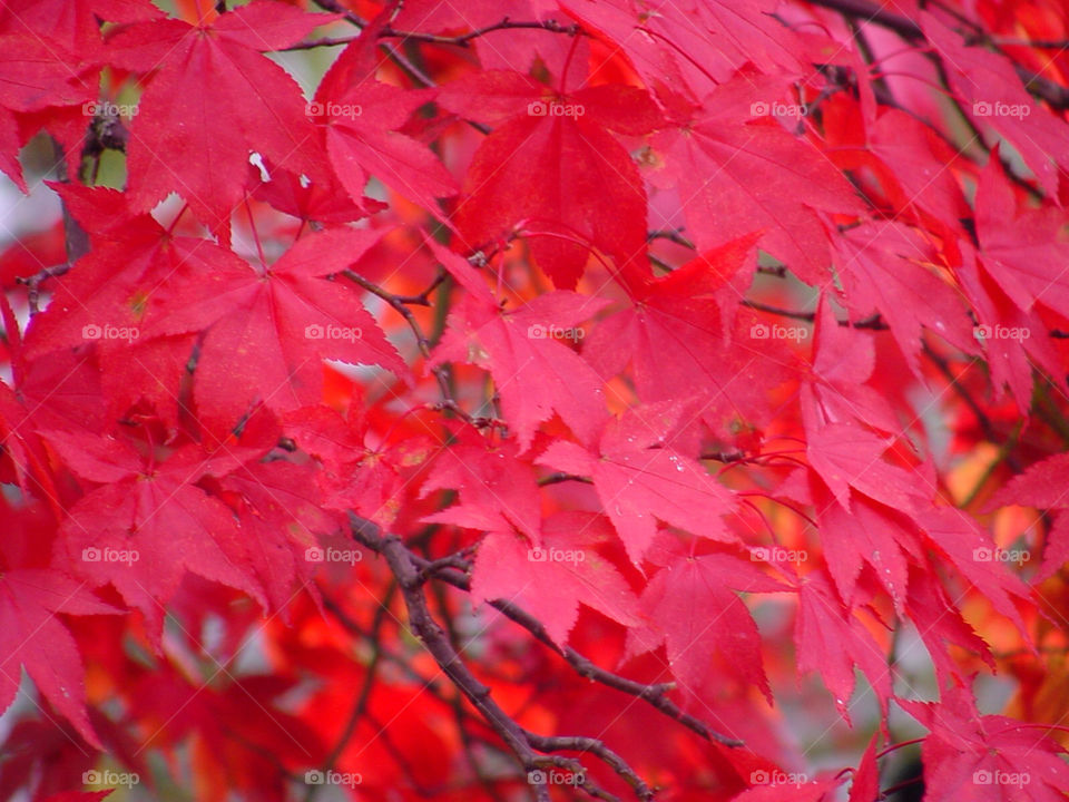 close red leaves leaf by kshapley