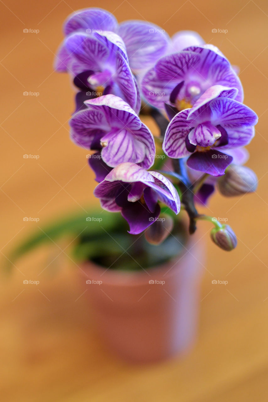 orchids