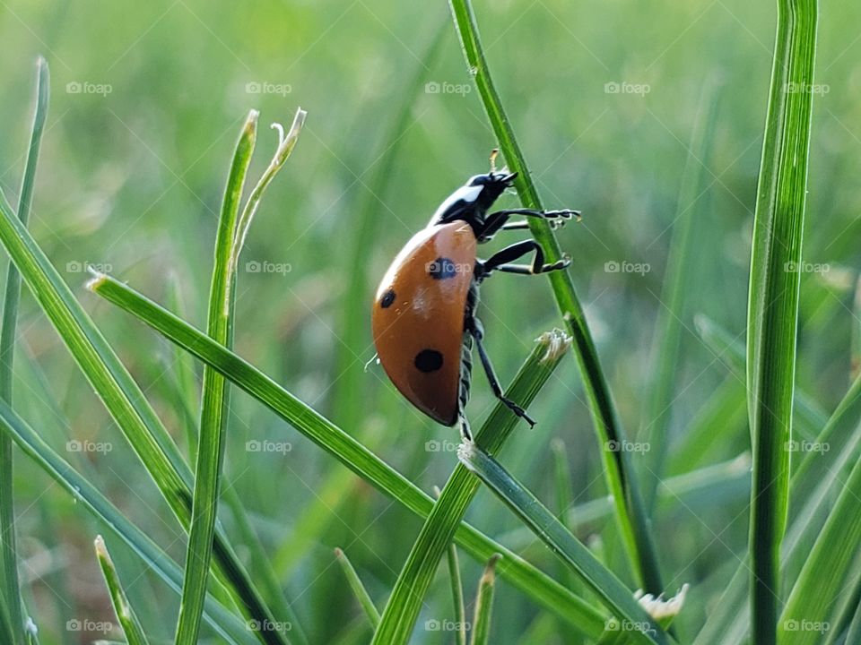 Ladybug